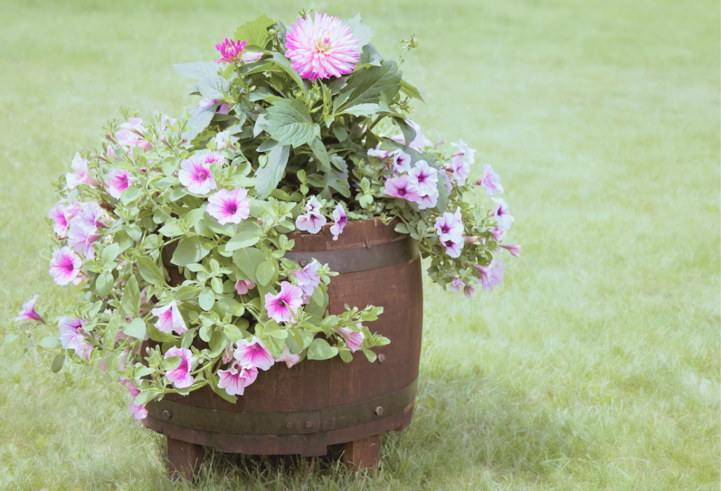 Wooden barrel filled with pink flowers
