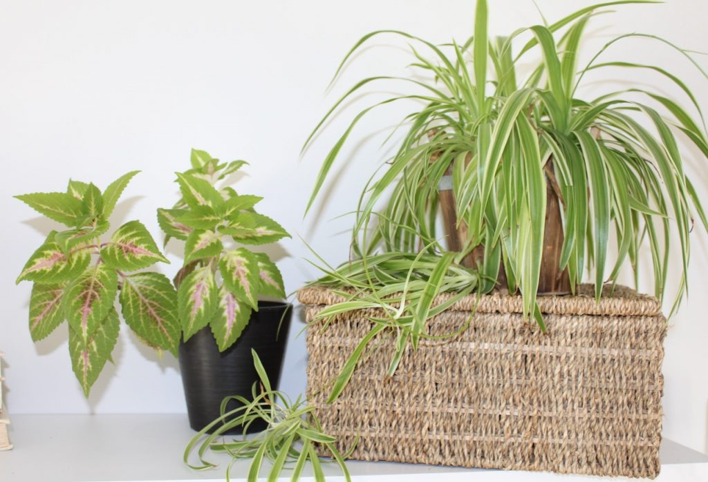Two green plants by a wicker basket