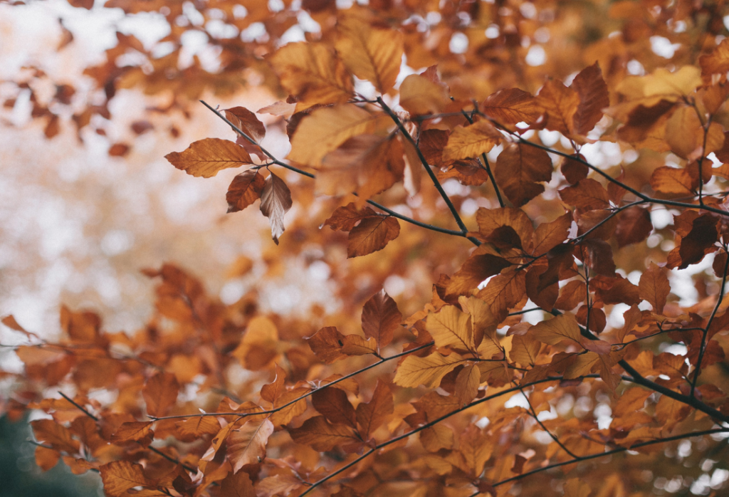 Tree branches covered with orange fall nature leaves
