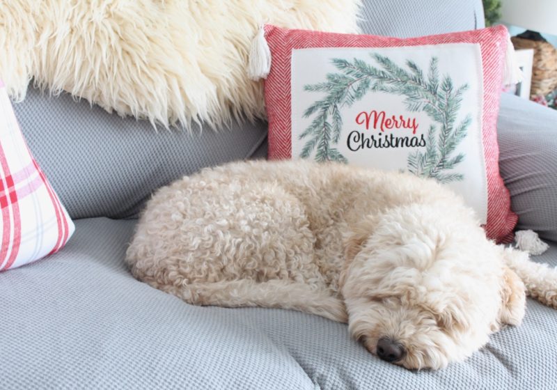 Merry Christmas pillow beside a golden dog